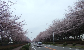 8分咲きのつくば市の桜