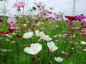 8分咲きのつくば市の桜