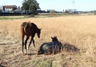 牧場の馬