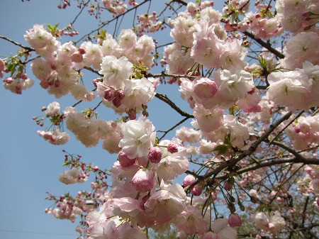 静峰ふるさと公園の八重桜