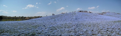 国営ひたち海浜公園のネモフィラ（パノラマ）