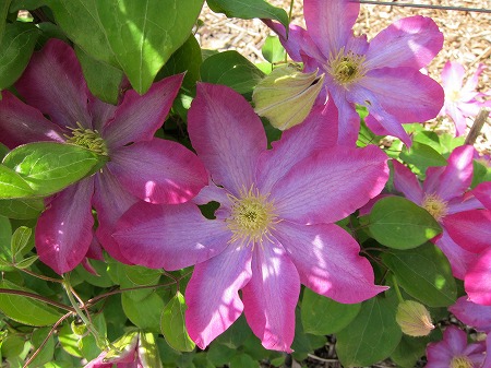 筑波実験植物園のクレマチス