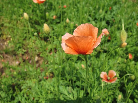 道端の花