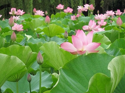 古河総合公園の蓮