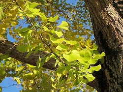 紅葉したイチョウ