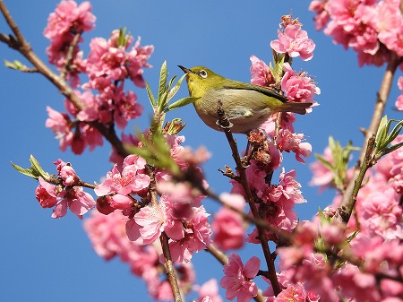 桃の花とメジロ