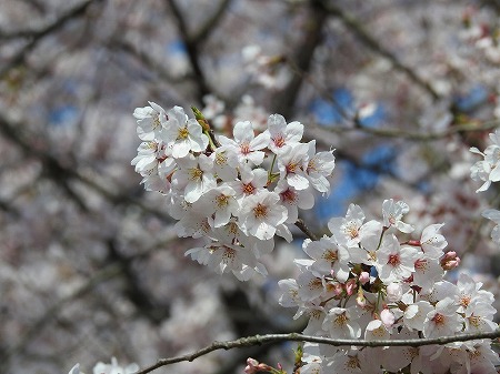 桜の花